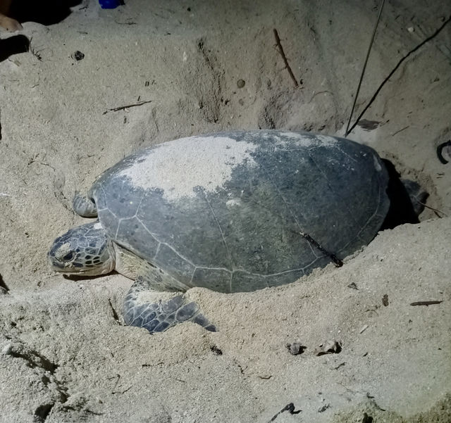 山打根海龜島｜海洋生命的庇護所