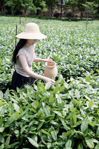 清遠英德我在廣東小桂林飲茶｜廣州2h直達