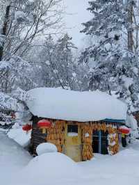 3日暢遊哈爾濱-雪鄉 探秘冬日森林奇境
