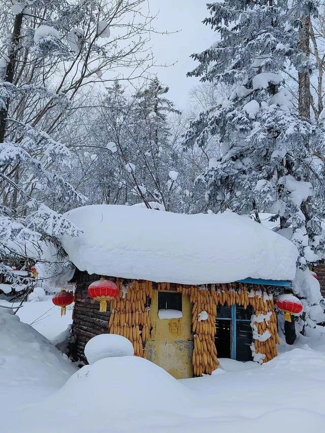 3日暢遊哈爾濱-雪鄉 探秘冬日森林奇境