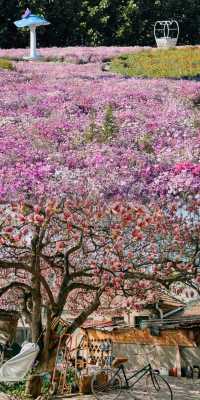 青島春日賞花指南：萬次春和景明，盡在花間青島