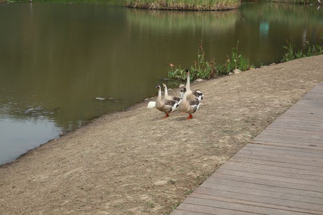 恩上濕地公園