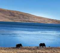 第一次去西藏，林芝或阿里怎么选