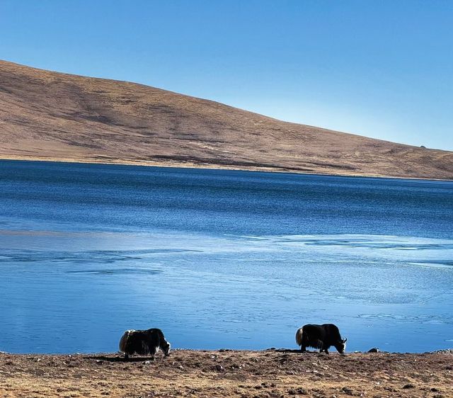 第一次去西藏，林芝或阿里怎么选