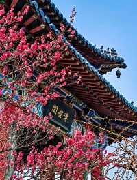 南京Ⅰ金陵冬春交替之時，是梅花編織的綺夢