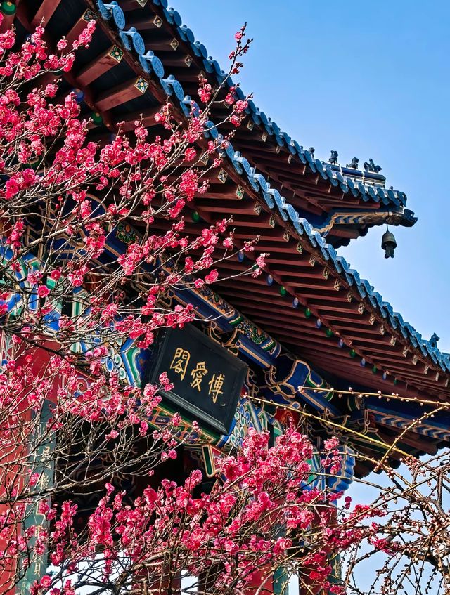 南京Ⅰ金陵冬春交替之時，是梅花編織的綺夢