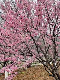 長沙 | 湖南省植物園賞花指南