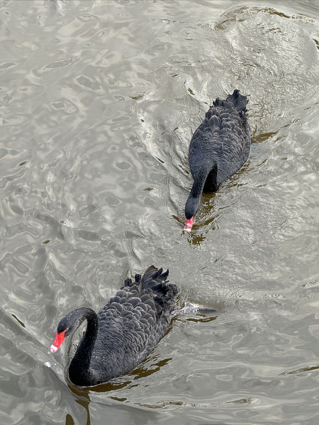 「由李村出發1.5小時！黃島野生動物園帶娃打卡全攻略」