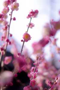 【蘇州獅子林】春天已來到