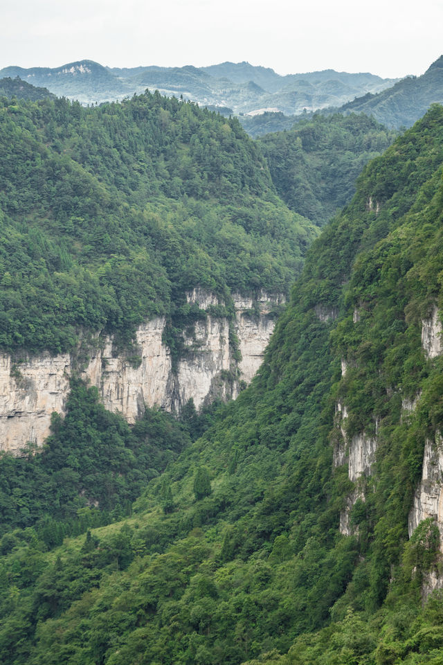我在畢節找到一個原始森林高原峽谷秘境｜大方油杉河景區