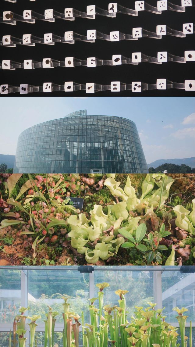 昆明植物園｜我不允許還有人沒去過。