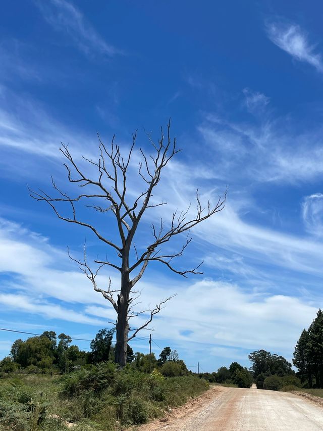 10日探秘南非 森林之旅太驚艷了