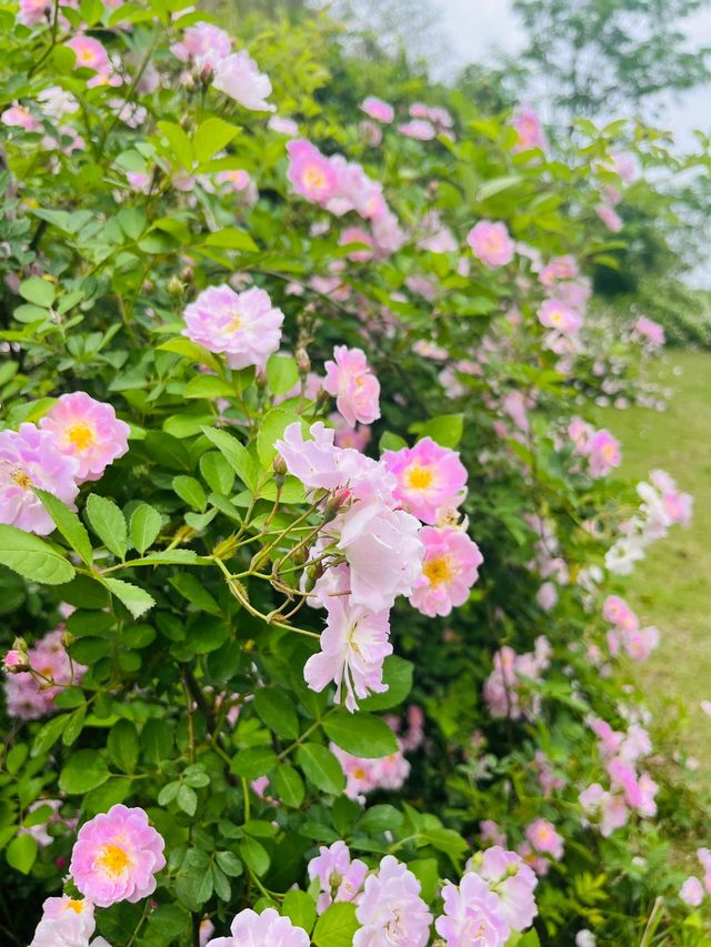 簡陽鰲山公園，春回大地