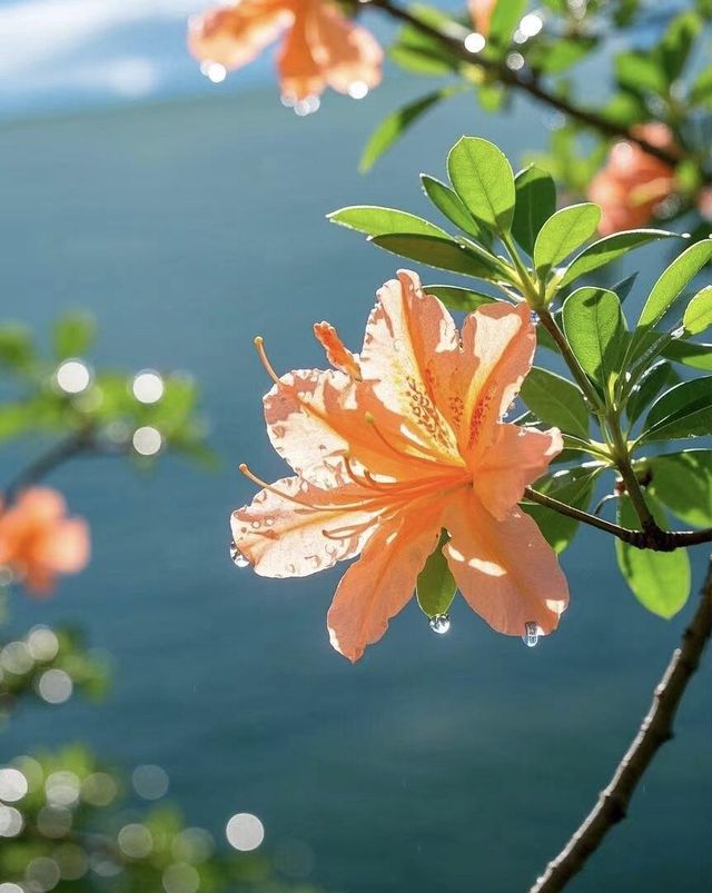 貴州限定！赴一場百里杜鵑的浪漫之約，美到失語