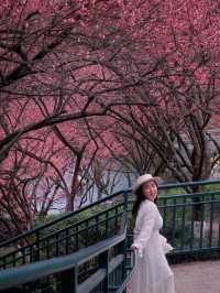 春有約，賞花不誤，這裡的梅花也太美了吧🌸