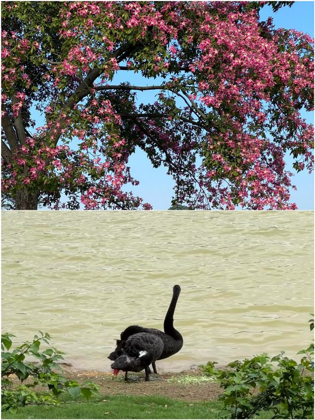 沒開玩笑這個公園在東莞沒有對手