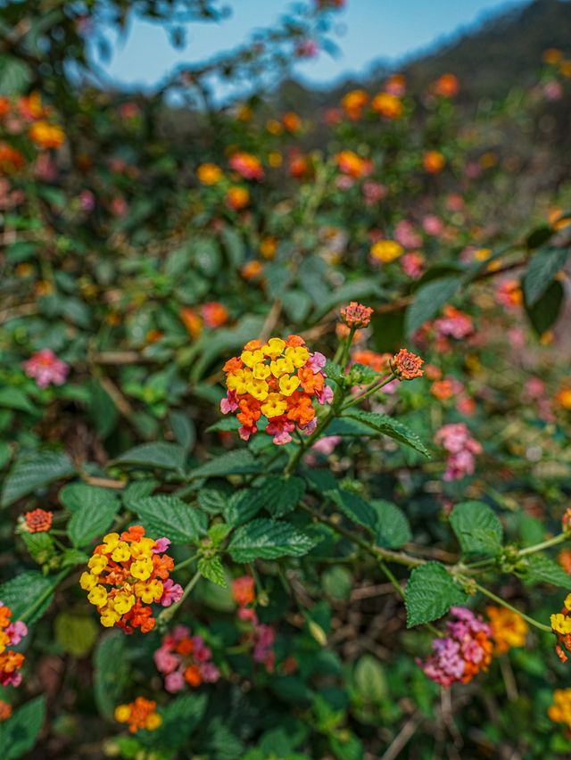 闖入春日花花世界！東莞香遇百花園全攻略