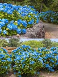 春日繡球花地圖：濟州島篇