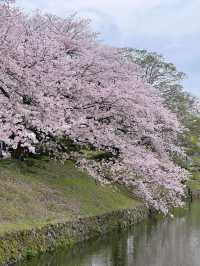 🌸福岡大濠公園 | 櫻花盛開的浪漫仙境🌸