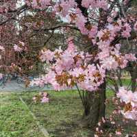 春和景明🌸 札幌櫻花盛開啦