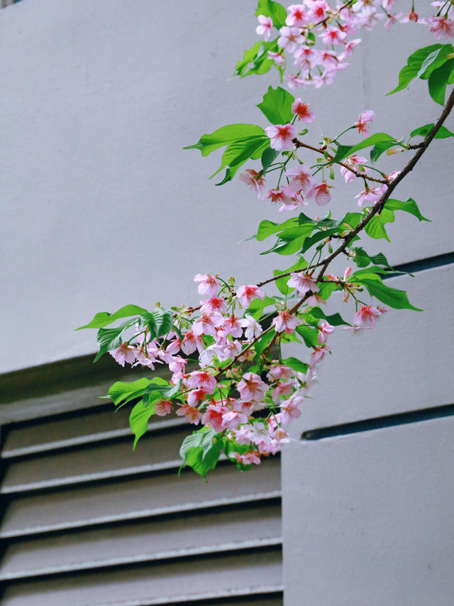 上海最浪漫的櫻花地鐵站