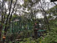大雁山鮮花盛開，免費欣賞禾雀花
