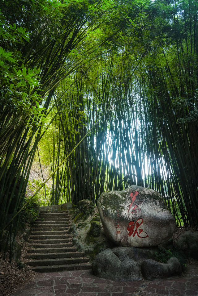 武夷山|呢杯大紅袍我掛住咗成年