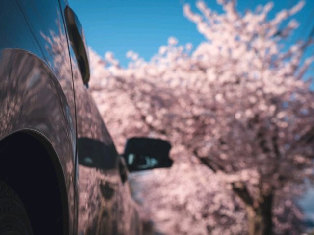 🌸Trip接送機|日本春日出遊指南·東京篇1