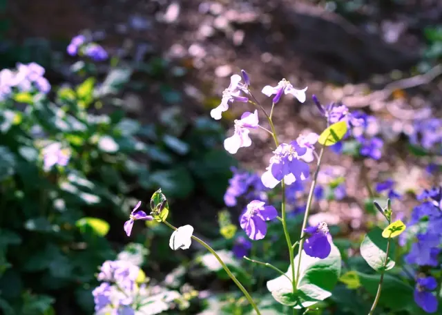 Cherry Blossom Viewing at Yuantouzhu