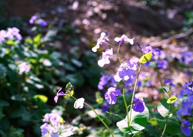 黿頭渚賞花記 黿頭渚賞花記