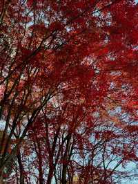 福岡市南公園一日遊｜秋楓與藝術的共舞🍁🏯
