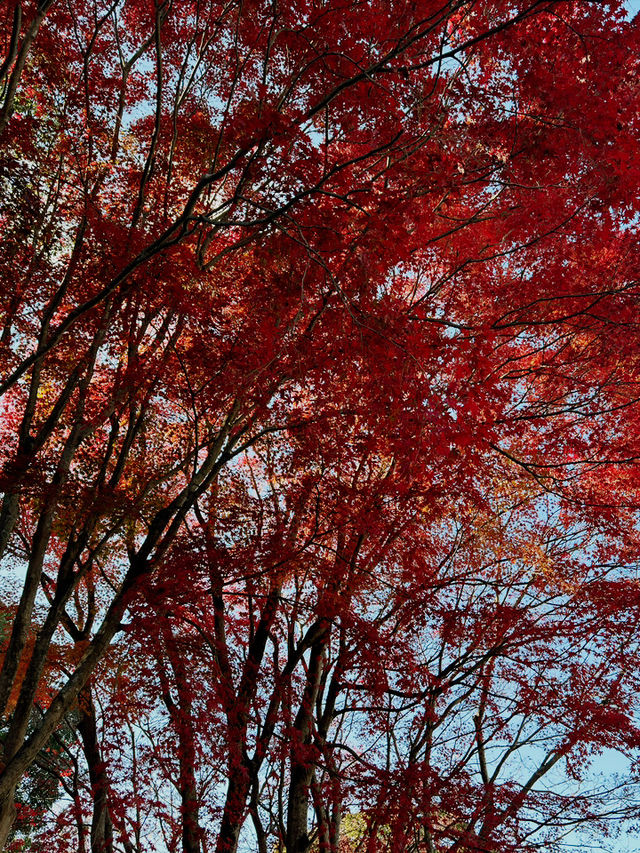 福岡市南公園一日遊｜秋楓與藝術的共舞🍁🏯
