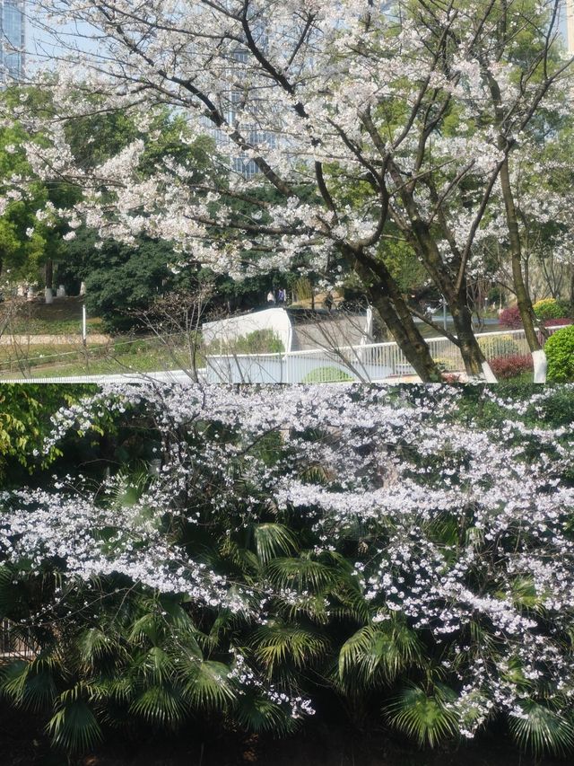 百林公園重慶旅遊攻略 | 免費打卡勝地，用鏡頭捕捉初夏浪