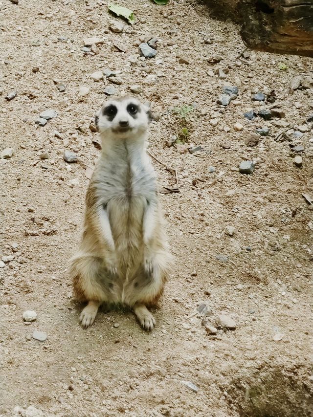 清邁夜間動物園丨遛娃好去處 動物愛好者友好 快去快去