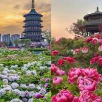 穿越時空，邂逅神都牡丹洛陽