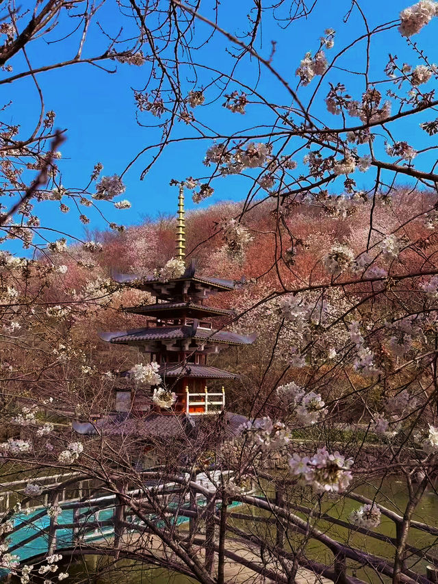 《千島湖：千顆翡翠落人間，一湖秀色醉流年》