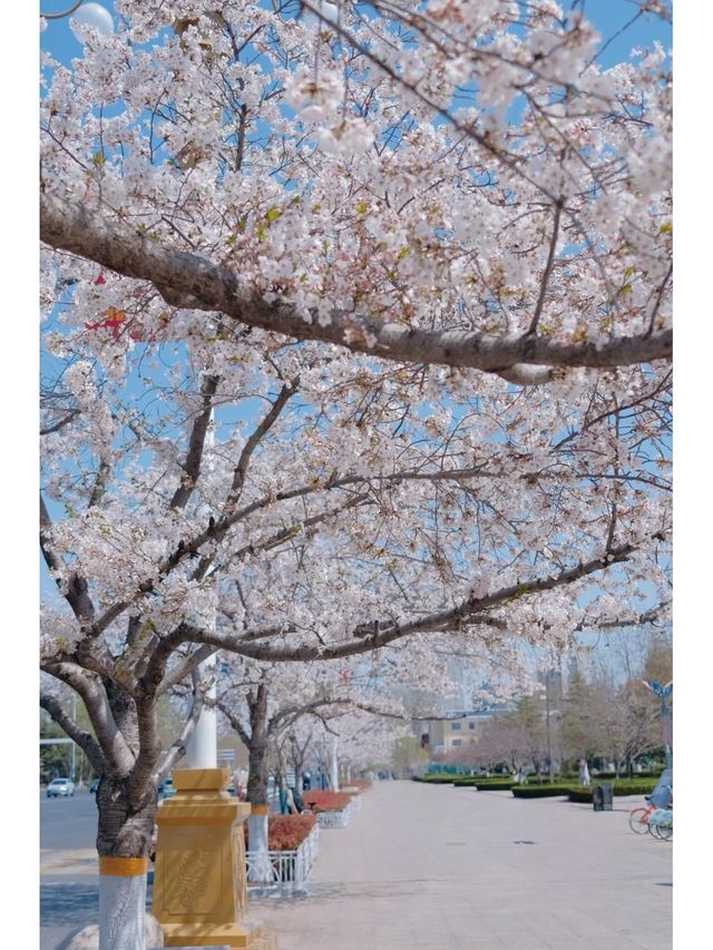 濰坊櫻花季人民廣場拍照保姆級攻略