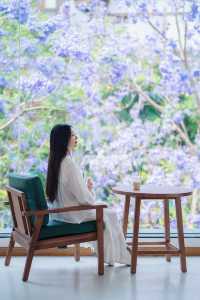 西昌2025藍花楹賞花攻略 紫色限定浪漫