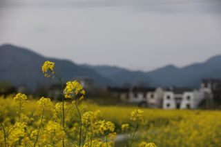 후이저우의 봄 (2) 난핑