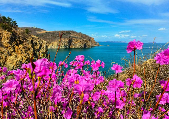 大連石槽懸崖杜鵑花