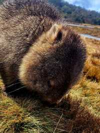 Tasmania wonders of animal kingdom #tasmania