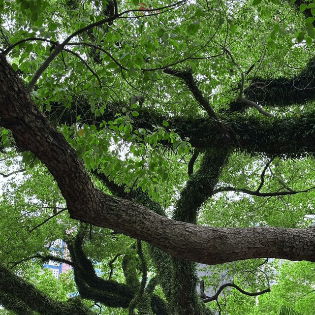 中山公園的20分鐘公園效應🍃
