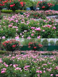 欽州月季花