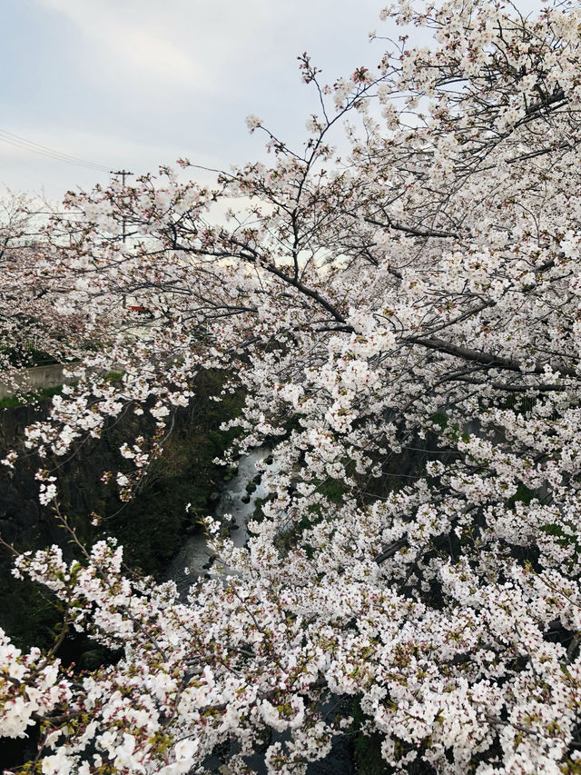 花見名古屋：千年古城的櫻花物語