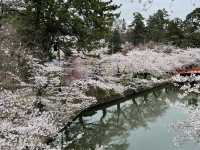 🌸2025弘前公園 | 日本頂流賞櫻天花板