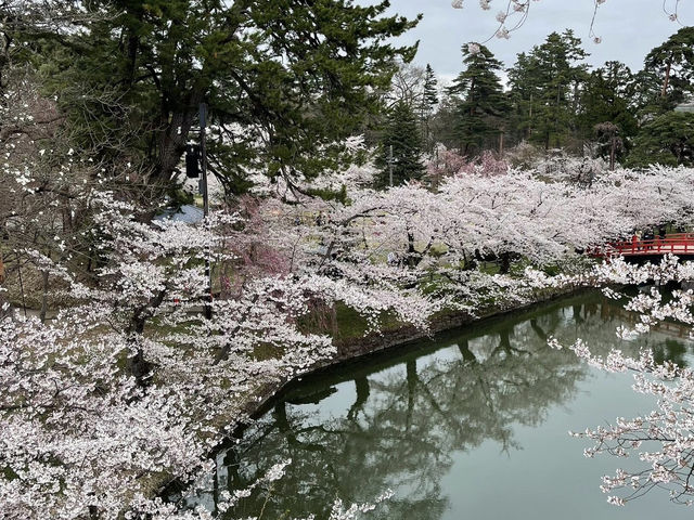 🌸2025弘前公園 | 日本頂流賞櫻天花板
