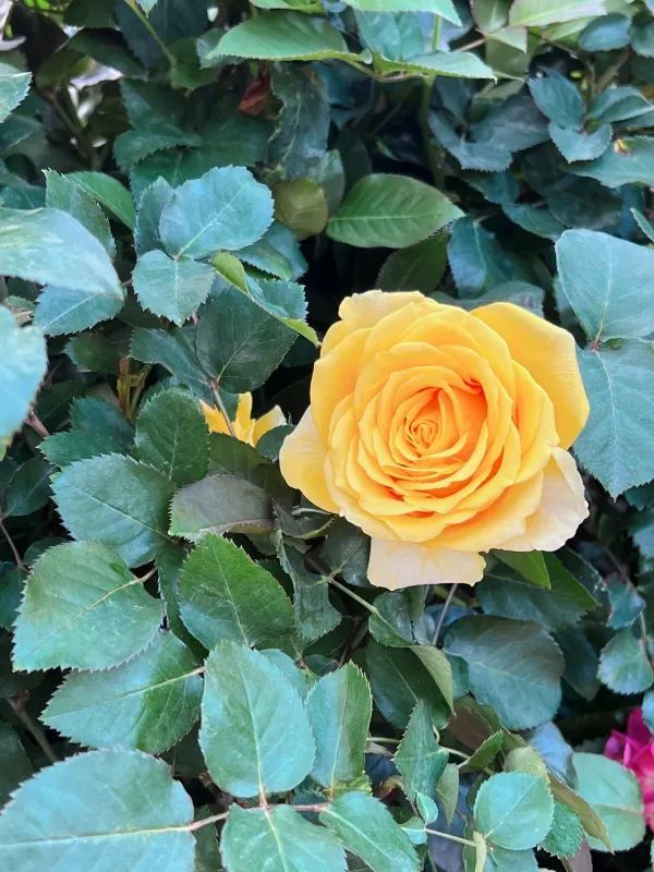 🌺 維多利亞公園花卉展：悠閒賞花的好去處
