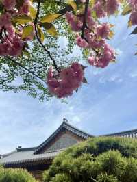 花雨輕落，國會大道的春日私語