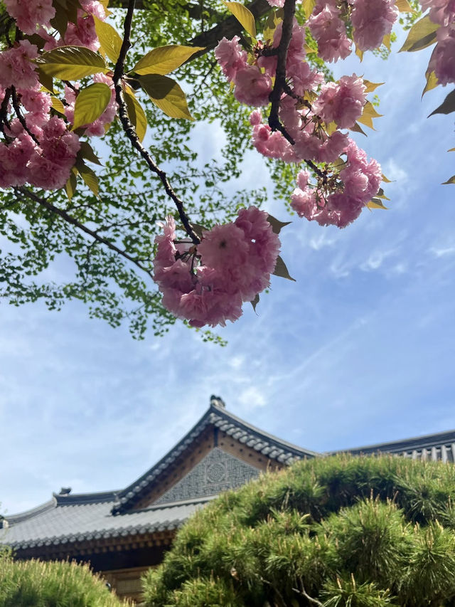 花雨輕落，國會大道的春日私語