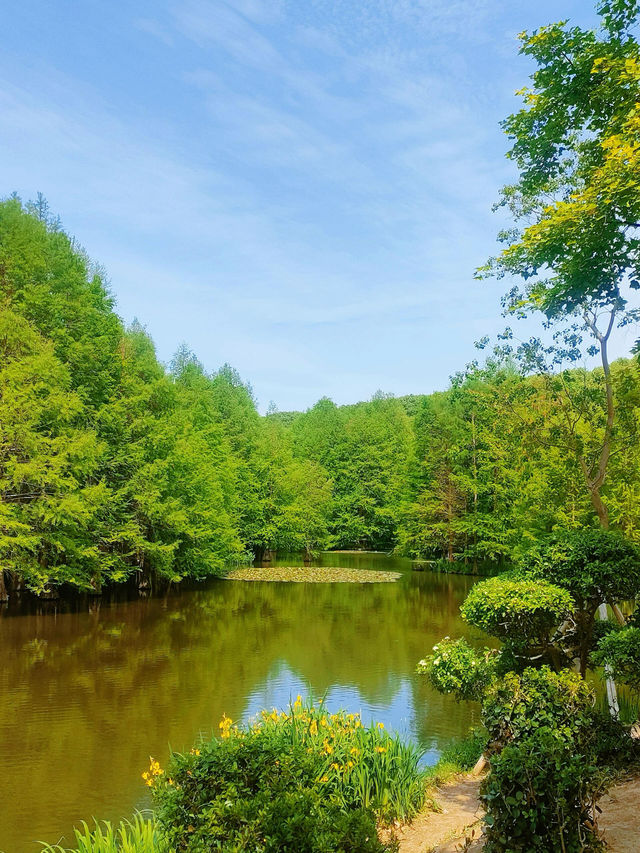 5月南京必衝燕雀湖莫奈花園睡蓮已上線🪷